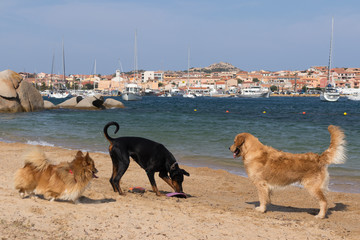 Group of dogs playing with frisbee on dogs friendly beach near Palau, Sardinia, Italy.