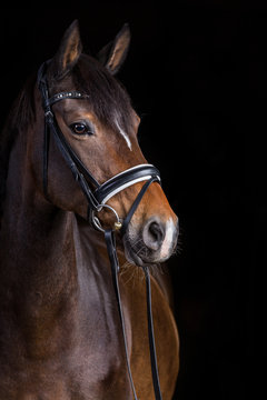 Pferd im Fotostudio vor schwarzem Hintergrund Warmblut 