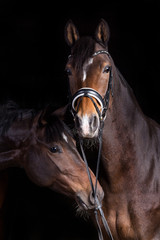 Fototapeta na wymiar Pferd im Fotostudio vor schwarzem Hintergrund