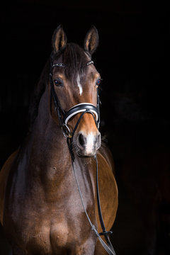 Pferd im Fotostudio vor schwarzem Hintergrund