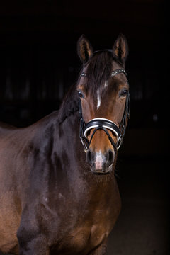 Pferd im Fotostudio vor schwarzem Hintergrund