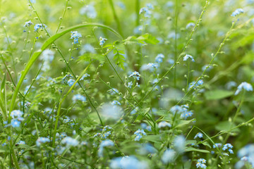 Summer beautiful blue wild flowers. Nature background