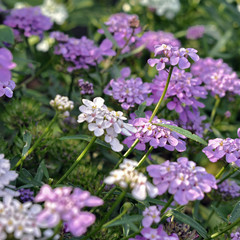 travel photography, pink and white summer flowers alyssum side view in a garden close up