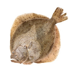 Psetta maxima (Turbot Fish) on white background