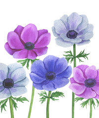 Anemone flowers watercolor illustration set of summer botanical decorations design wedding invitations greeting cards