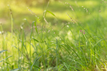 Green grass and forest plants in morning sunlight close-up, macro