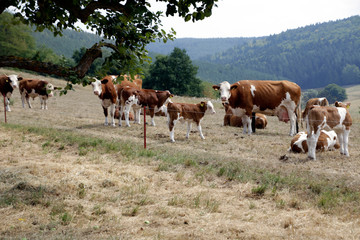 Drought, Climate change, Dryness, Thuringia, Germany, Europe