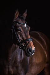 Fototapeta premium Reitpferde im mobilen Fotostudio vor dunklem Hintergrund, schöner brauner Wallach mit aufmerksamen Gesichtsausdruck, Springpferd im Portrait