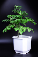 bush tomato in a flowerpot on a black background