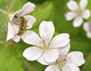 Yellow beetle with long antennae sitting on a flower close-up.