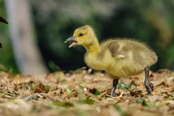 Canada Goose baby walking around