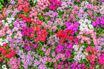 Beautiful flowers background
