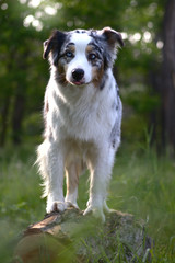 Dog austalian shepherd portrait in forest