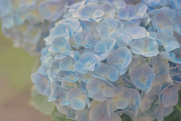 Blau Blüten Makro