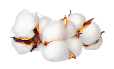 Cotton flowers on white background