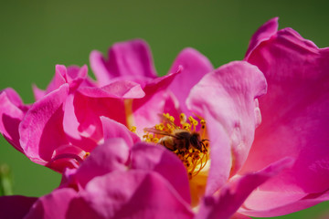 Close up shot of beautiful rose blossom in a garden