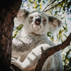 koala in tree
