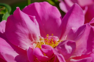 Fototapeta na wymiar Close up shot of beautiful rose blossom in a garden