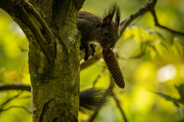 squirrel on tree