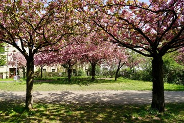 Stimmungsvolle Kirschblütenlandschaft in der Wollankstrasse in Berlin