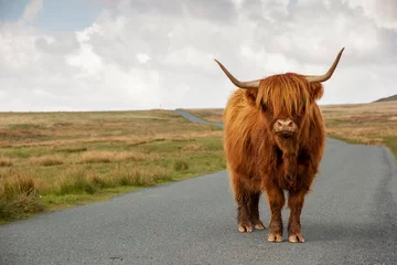 Fototapete Schottischer Hochländer Hochlandkuh steht auf der Straße mit Feldern dahinter