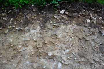 landslide in a forest