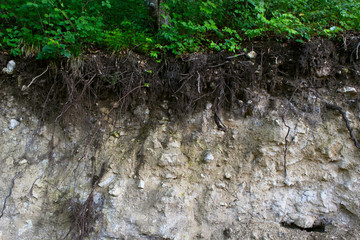 landslide in a forest