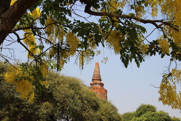 Old Stupa In Historical Park With Blossoming Cassia Fistula And Young Leaves Duringtime In Thailand