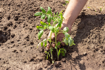 landing in the ground plants of tomato sprout spring Summer sunny day seedlings