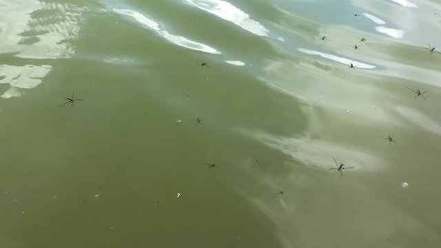 viele Wasserl&auml;ufer auf einem Teich