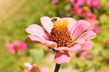 Insect on Pink flower