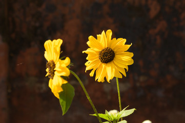 sunflower in the garden