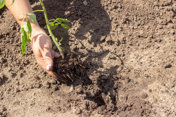 landing in the ground plants of tomato sprout spring Summer sunny day seedlings