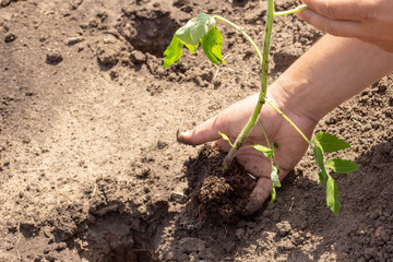 landing in the ground plants of tomato sprout spring Summer sunny day seedlings