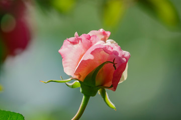 Close up shot of beautiful rose blossom in a garden