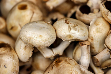 mushrooms fresh and natural gathered mushrooms