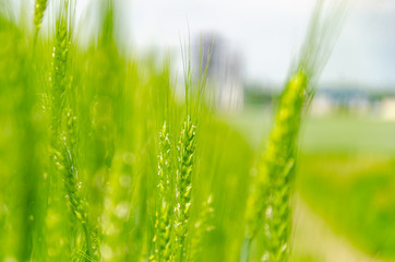 Young green wheat in the field. Modern elevator in the background