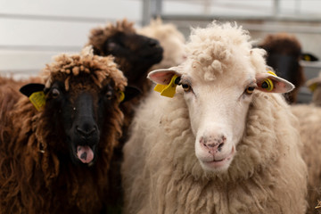 Portrait of two sheeps