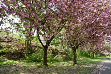 Fototapeta premium Kirschblüte am Berliner Mauerweg in der Wollankstrasse