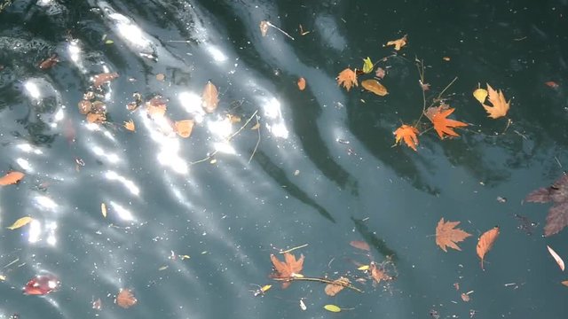 autumn leaves background. selective focus on the water
river