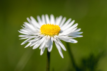 Obraz premium pâquerette 