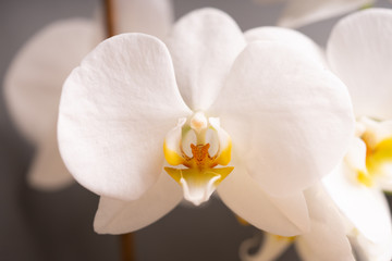 Delicate white orchid flower on a colorful background.
