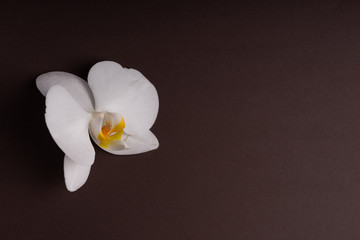 Delicate white orchid flower on a colorful background.