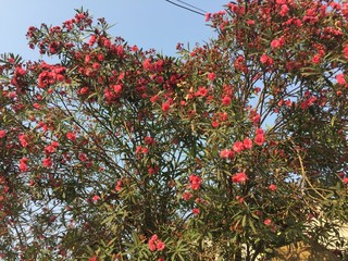 Flowers of south asia ,beautiful.