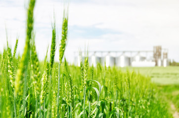 Young green wheat in the field. Modern elevator in the background