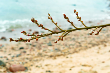 Fluffy willow buds in spring. Willow branch.