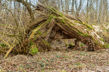 Tree covered with moss and lichen. Old broken tree in the forest.