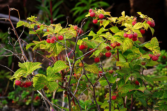 Raspberry bush with bright ripe berries