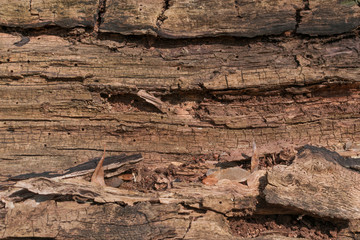 Old Wooden Texture or Dark Brown Wood Grain Background
