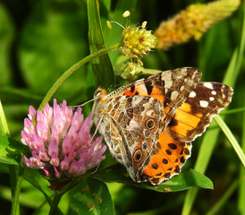 The painted lady[1], or the painted lady[2], or certopoloha uglokrylnitsa[3] (lat. Vanessa cardui)...